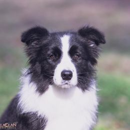 Tesla - Border Collie