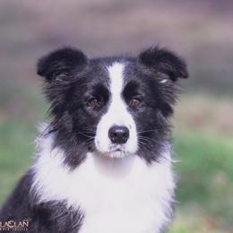 Tesla - Border Collie