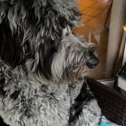 Goldendoodles and Poodles from Necol3s Pooches