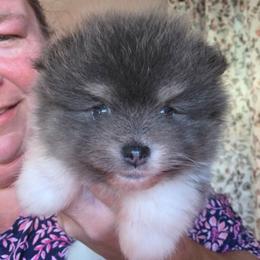 Adkpom Otis AKC registered 3750 - Blue and tan parti male Pomeranian puppy in Gloversville, New York from ADKPOM Adirondack Pomeranians