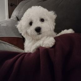 Bichon Frise Puppies from Beloved Bichon