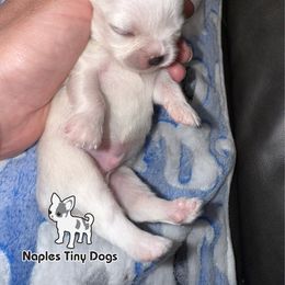 Frosty - White male Chihuahua puppy in Naples, Florida from Naples Tiny Dogs