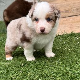Hermes - Red merle male Australian Shepherd puppy in Jacksonville, Florida from Solace Australian Shepherds