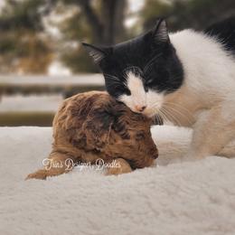 Aussiedoodle, Goldendoodle, and Poodle Puppies from Trin's Designer Doodles