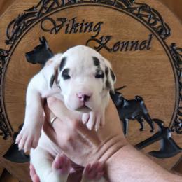 Robusta - Harlequin male Great Dane puppy in Cheyenne, Wyoming from Viking Kennel