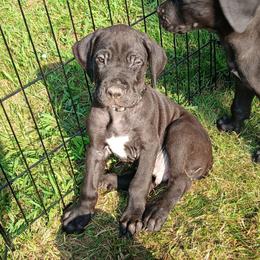 Orion - Black male Great Dane puppy in Marshall, Michigan from Dream K9