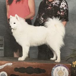 Dreamer - Samoyed