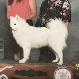 Dreamer - Samoyed
