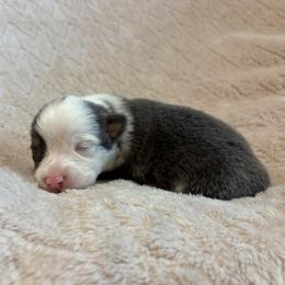 Abby - Gray and white female American Corgi puppy in Decatur, Texas from Bar S Corgis