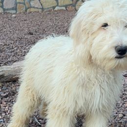America - Goldendoodle puppy from Zeusthemoosedoodles