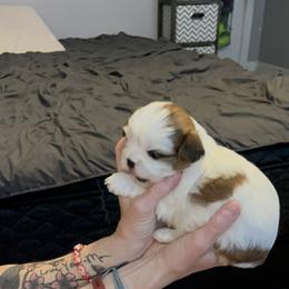Maple - Red and white female Shih Tzu puppy in Centerton, Arkansas from Hernandez Family Shih Tzus