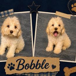 Bobble - Cream male Cockapoo puppy in Clinton, Oklahoma from Enchanted Spaniels