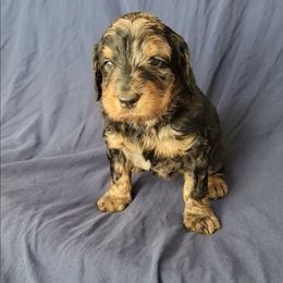 Maple - Merle female Bernedoodle puppy in Christiana, Tennessee from Southern Home Pups