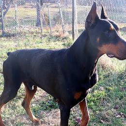 Max - Doberman Pinscher