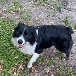 Ozzy - Miniature Australian Shepherd