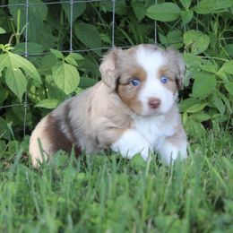 Miniature American Shepherd Puppies from LF Ranch