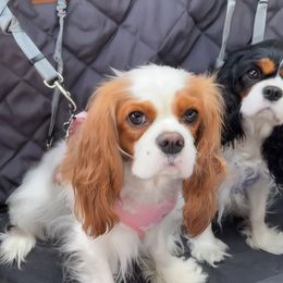 Emmie - Cavalier King Charles Spaniel