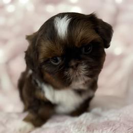Sandy - Liver and white female Shih Tzu puppy in Shawnee, Oklahoma from Black Velvet Shih Tzu