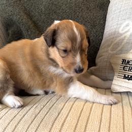 Mac - Sable and white male Collie puppy in Charleston, West Virginia from Tucker Creek Collies