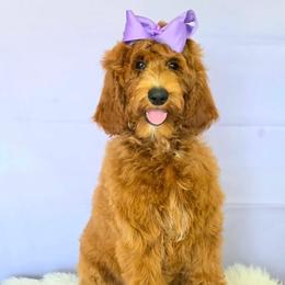Harper Purple - Red  female Goldendoodle puppy in Kountze, Texas from Texas Doodles LLC
