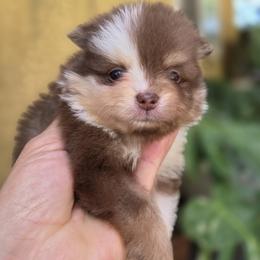 Gizmo - Chocolate merle male Pomeranian puppy in San Jose, California from Ruby's Sky's Kennels Pomeranian's