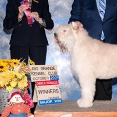 Bouvier des Flandres from Arlene Frantz