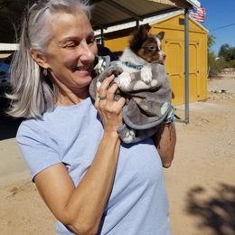 Papillon Puppies from AZSunshine K9's