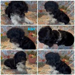 Ash - AKC - Black and white male Havanese puppy in Verden, Oklahoma from Holcombs Puppy Ranch