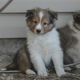 Shetland Sheepdog Puppies from Sunny Shelties
