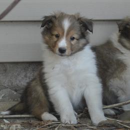 Shetland Sheepdog Puppies from Sunny Shelties