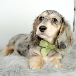 Male 1 - Dapple male Dachshund puppy in Moses Lake, Washington from Evergreendox Dachshunds