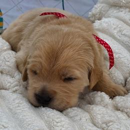 1 st pick female - Golden female Golden Retriever puppy in Fresno, California from Warwick’s Central California Goldens