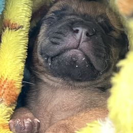 Cashew - Red fawn female Bullmastiff puppy in Athens, Georgia from RCS Kennels