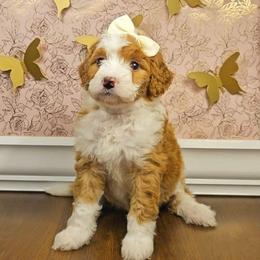Snowflake - Red female Bernedoodle puppy in Russell Springs, Kentucky from 270 Doodles