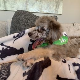 Bernedoodle and Goldendoodle Puppies from Cottrell’s Poodles & Doodles