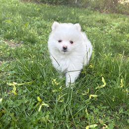 Hoops - White male Pomeranian puppy in Rhode Island from Heartfelt Kennels