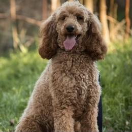 Doolie - Poodle