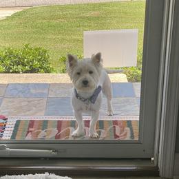 Mox - West Highland White Terrier