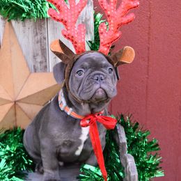 French Bulldog Puppies from Antietam Creek French Bulldogs