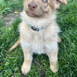 German Shepherd Puppies from Scenic City Shepherds