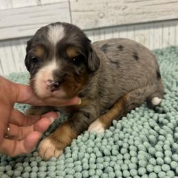 White Collar Girl 3000 - Merle female Bernedoodle puppy in Alvin, Texas from JP Southern Doodles