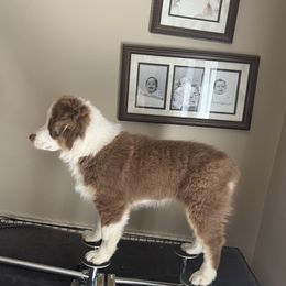 Reba - Miniature American Shepherd