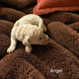 Angel - Cream female Poodle puppy in Washington, Pennsylvania from Patriotic Poodles