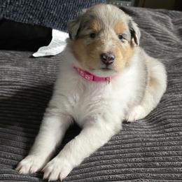Girl 3 - female Collie puppy in Temple, Pennsylvania from Rimma's Pawfect Collies