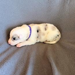Vega (Purple Collar) - White and blue merle female Border Collie puppy in Lula, Georgia from Silver Creek Ridge