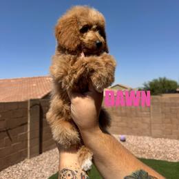 Dawn - Female - Red female Bernedoodle puppy in Peoria, Arizona from Wroth's Pawsibilities