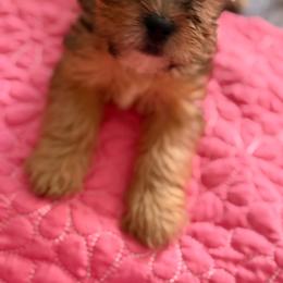 Boy 1 - Black and tan male Shorkie puppy in Florida from Shih tzus and Shorkies Galore