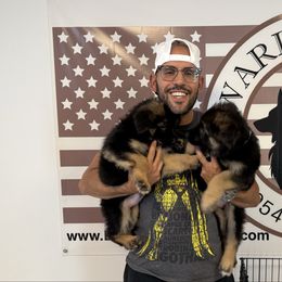 No Longer Available - Black and red female German Shepherd puppy in Davie, Florida from Vom Broward Haus