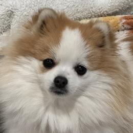 Pomeranians from Puffball Poms
