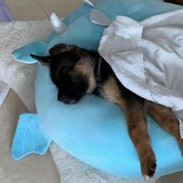 German Shepherd Puppies from Haus Der Valkyrie German Shepherds